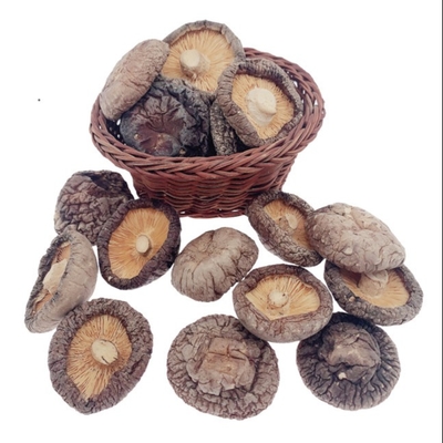 Culture sèche délicieuse typique Cubensis du champignon de shiitaké de Brown 4cm
