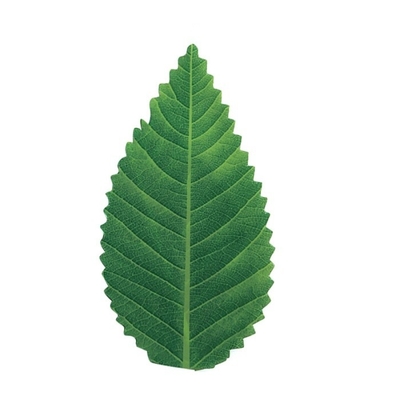 décoration servante d'outils de nourriture verte de feuille de 7.5cm feuille en plastique de sushi