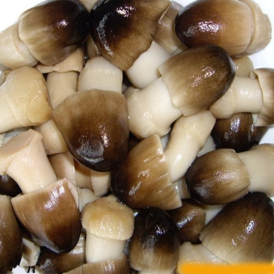 La matière première naturelle fraîche a mis en boîte le champignon de ferme des légumes fruits 425g